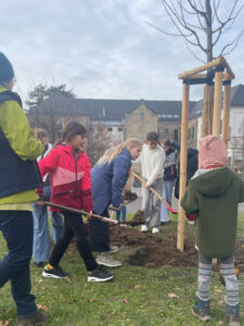 Schüler graben die Linde ein
